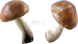 新鲜的蘑菇
