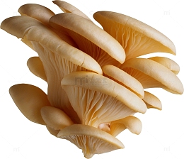 新鲜白蘑菇
