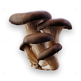 新鲜小平菇