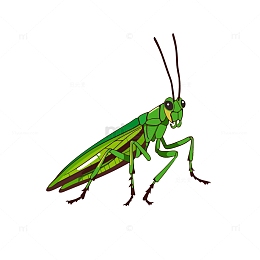 蟋蟀卡通插画