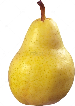 山东太婆梨