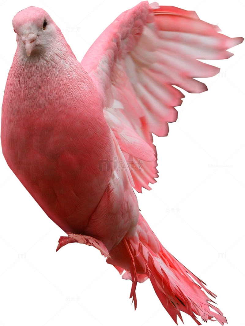 粉色鸽子