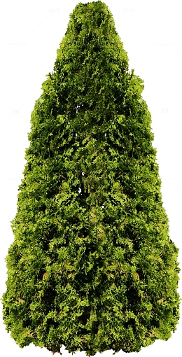 茂盛的松树