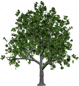一颗3D建模的树木