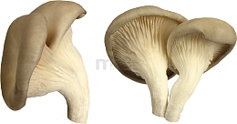 新鲜白平菇
