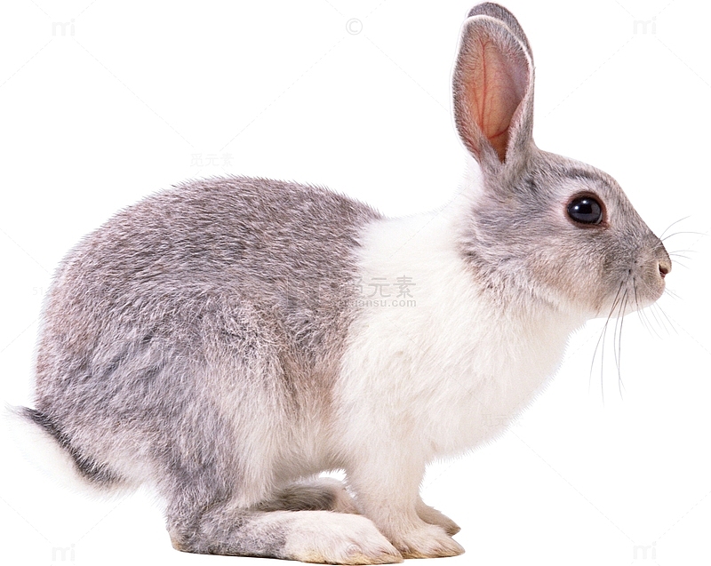 灰白色的兔子