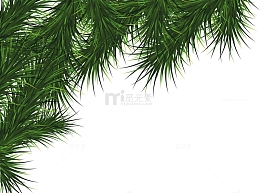 针叶状植物