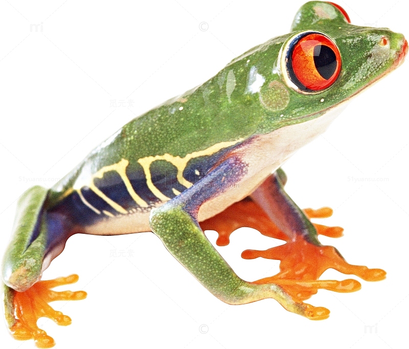 一只红眼树蛙