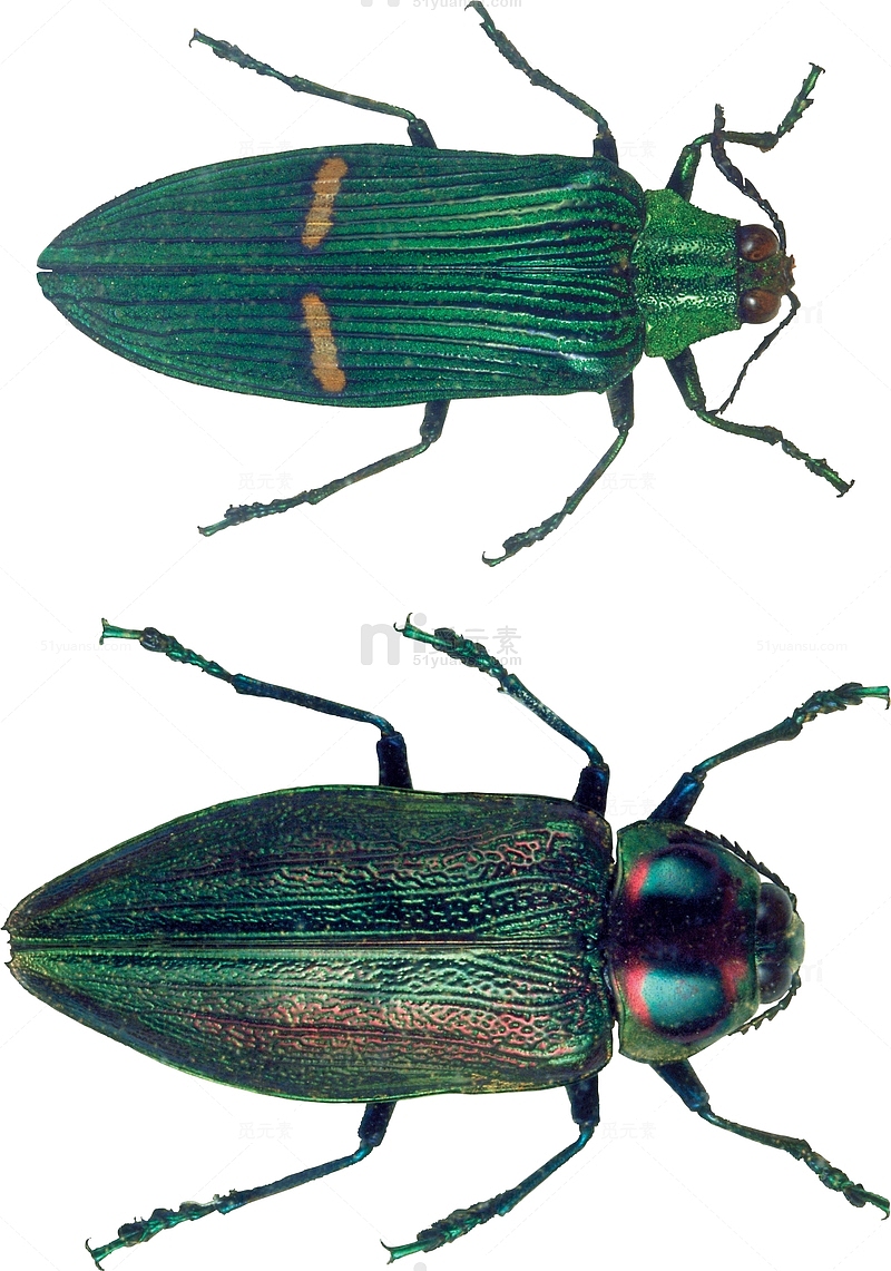 绿色昆虫甲虫