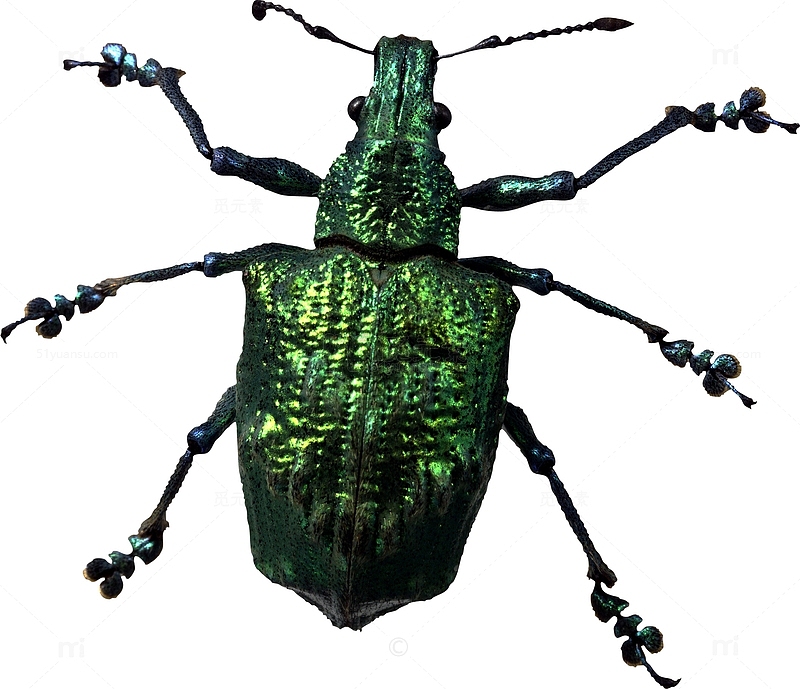 一只绿色的甲虫