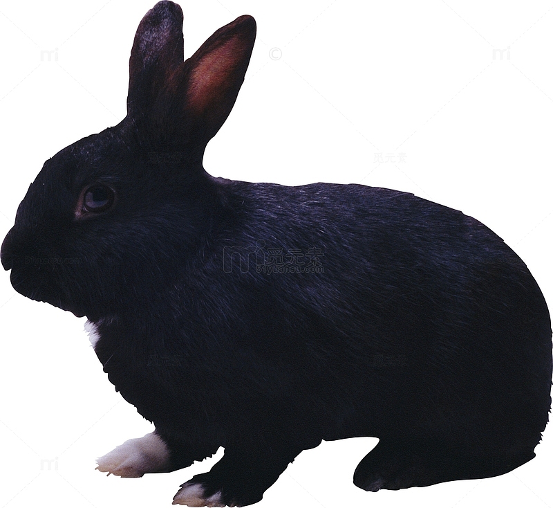一只蹲着的黑色兔子