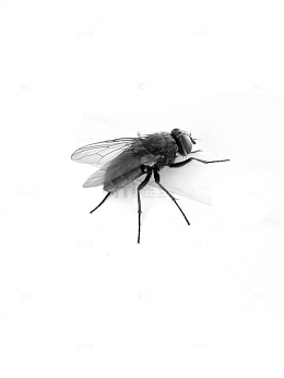 黑色苍蝇