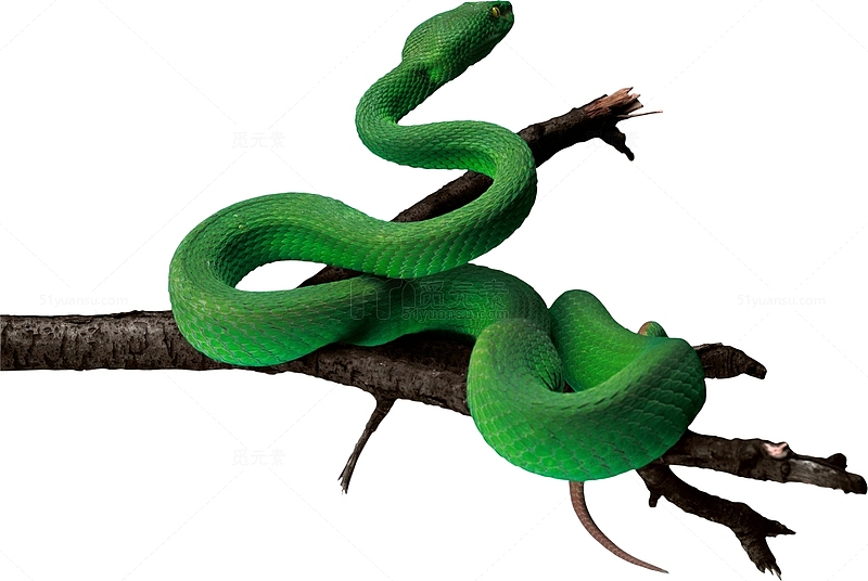 竹叶青蛇
