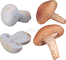 食用菌蘑菇