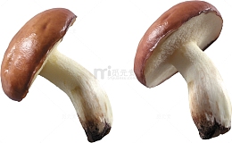 野生牛肝菌