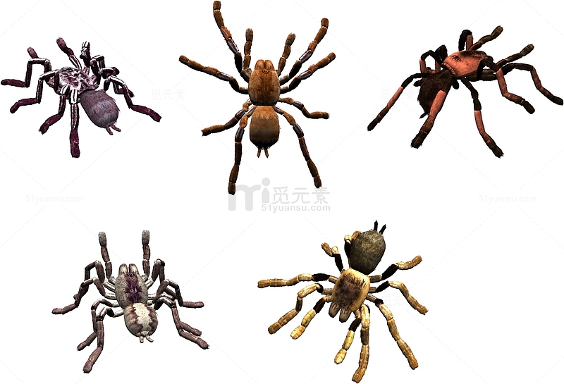 蜘蛛昆虫动物标本
