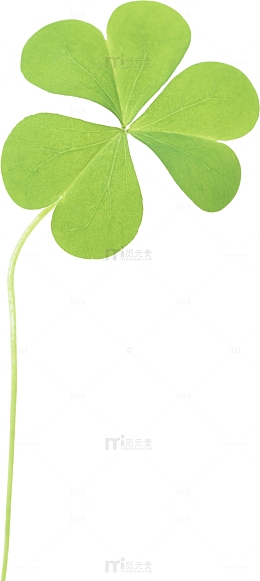 一根三叶草