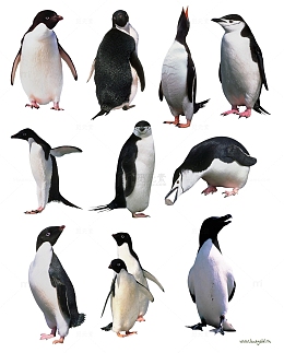 南极企鹅