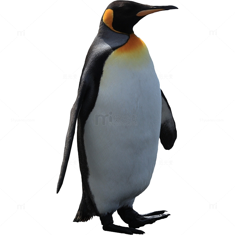 一只帝王企鹅