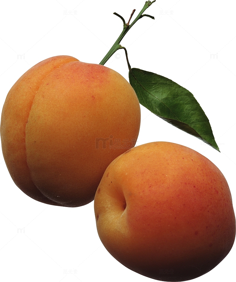 两枚成熟的杏