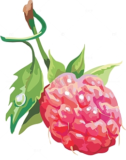 手绘采摘新鲜树莓