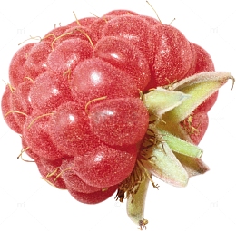 红色树莓