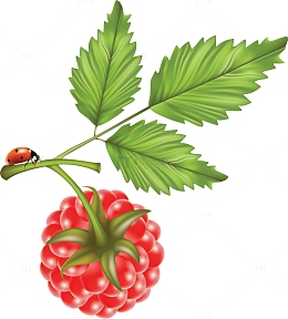 新鲜的野生树莓