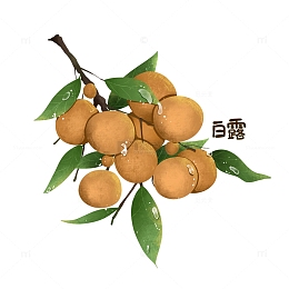 手绘节气龙眼水果白露字体设计元素