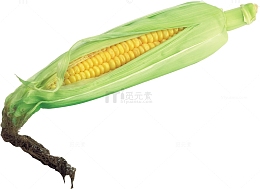 黄糯玉米