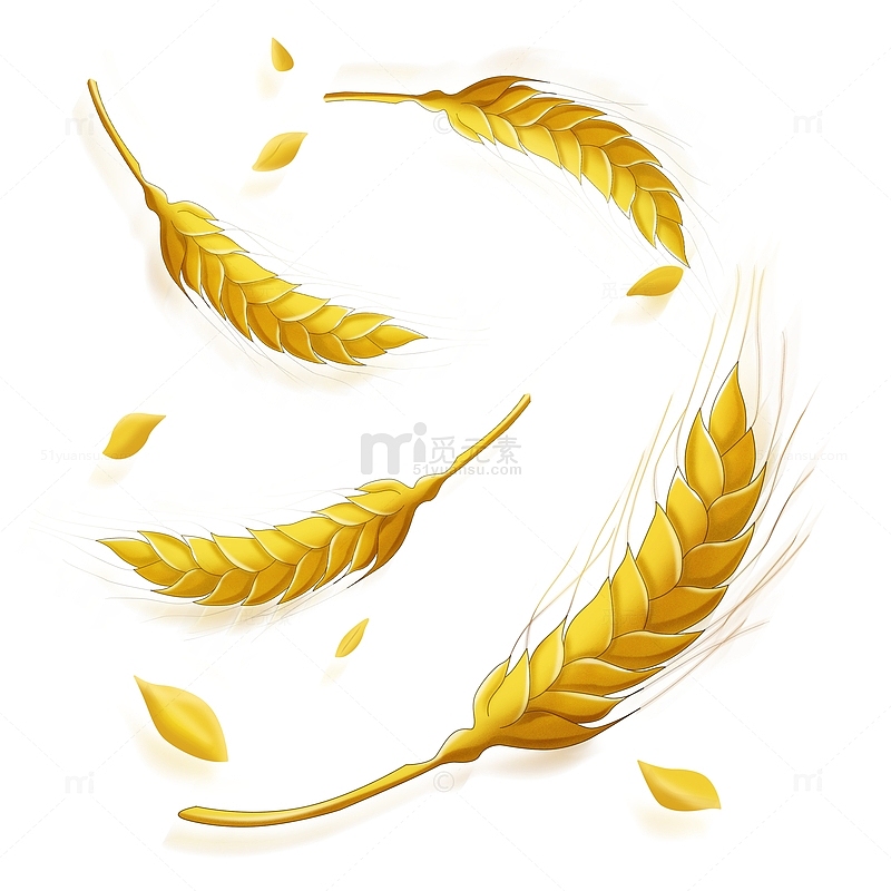 秋分丰收金黄色小麦麦穗漂浮元素