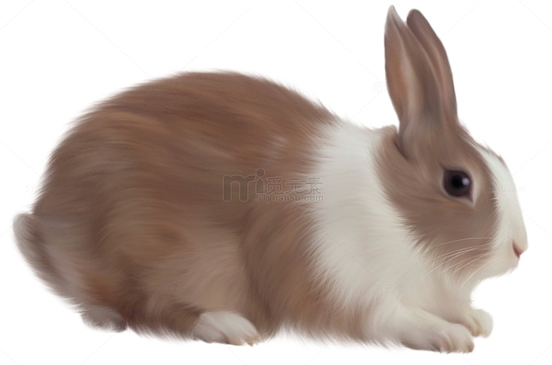 白棕小兔子