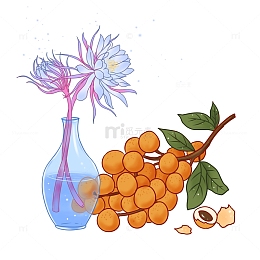 白露桂圆昙花露水