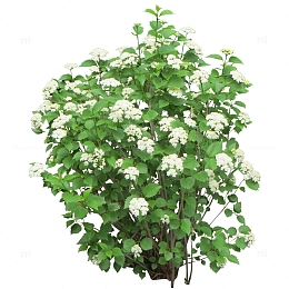 一簇白菊花