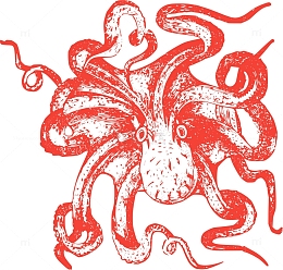 动物 海洋 章鱼