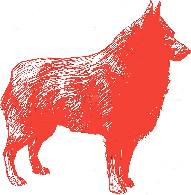 哺乳动物 动物 狗 动物学 宠物 生物学 狼 