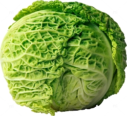 包心菜甘蓝