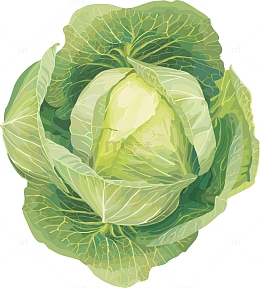 绿色甘蓝卷心菜蔬菜