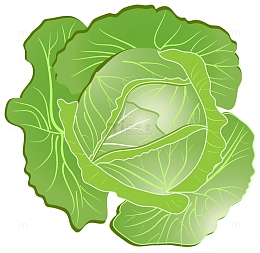 卡通圆白菜