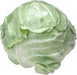 一个卷心菜