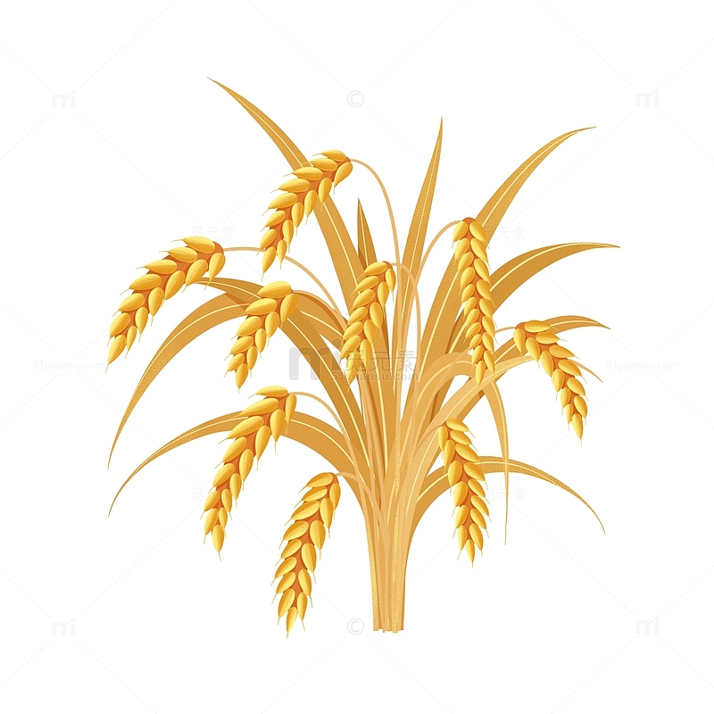 手绘秋分麦穗小麦大米素材
