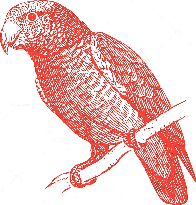 野生 鹦鹉 采集 性质 野生动物 热带 动物 喙