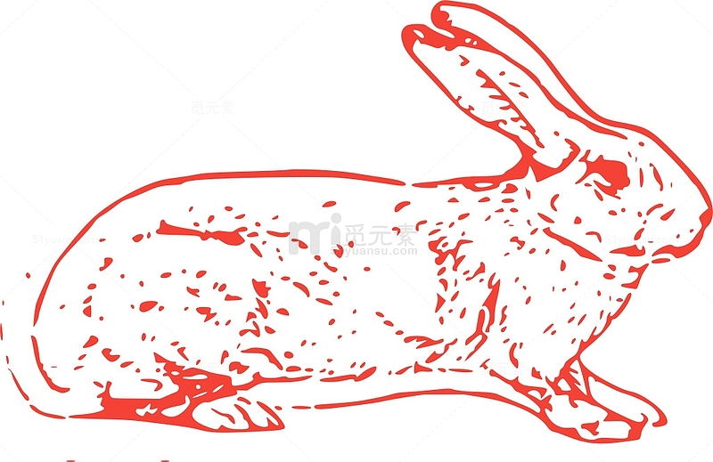 哺乳动物 动物 动物学 野兔 兔子 生物学 