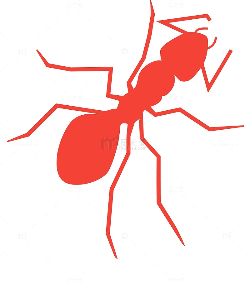 昆虫 动物 野生动物 蚂蚁 