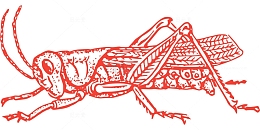 蚱蜢 动物 生物学 