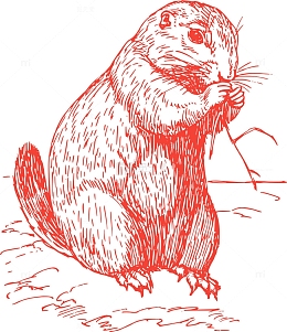 动物 旱獭 生物学 