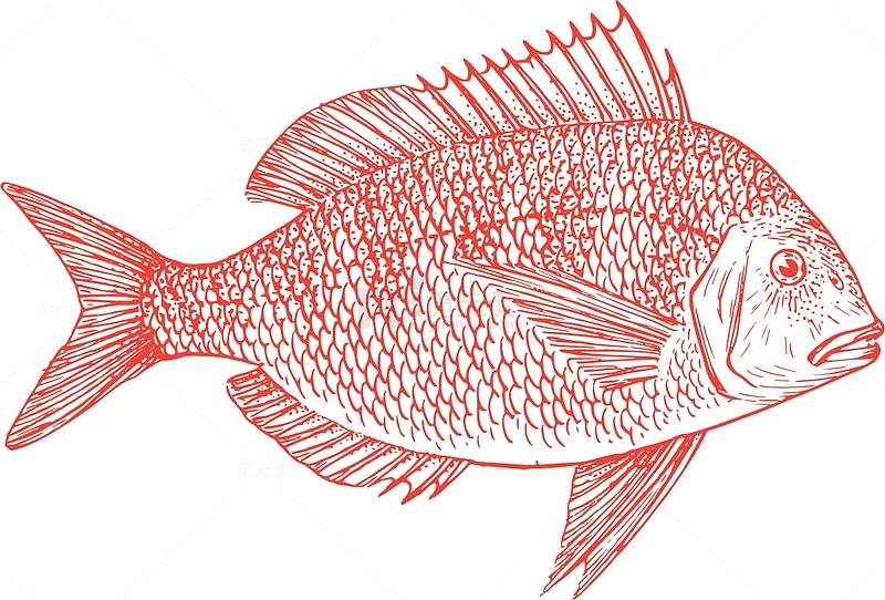 动物 鱼 动物学 生物学 