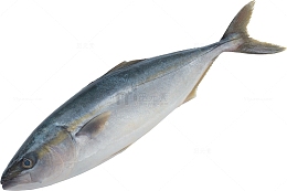 新鲜鰤鱼青甘油甘鱼