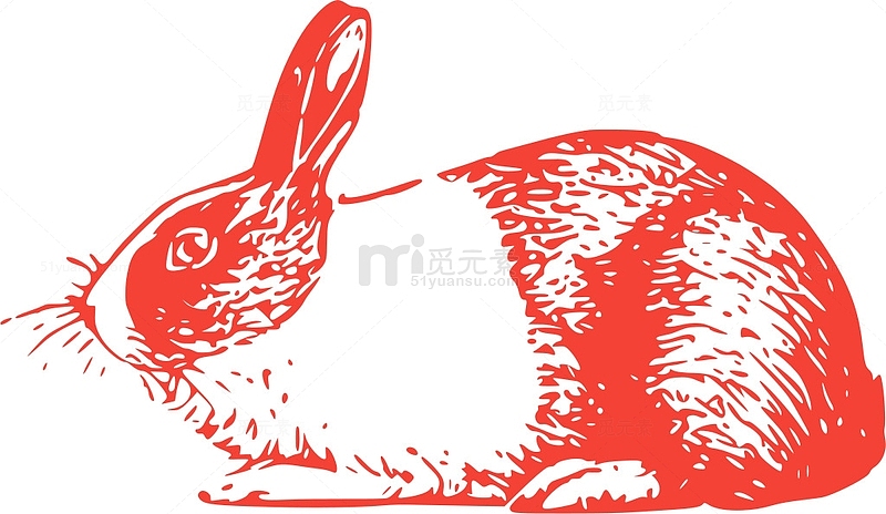 哺乳动物 动物 动物学 兔子 生物学 