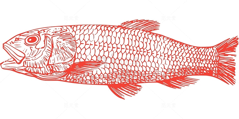 动物 鱼 海洋 海 白垩纪 绝种 化石