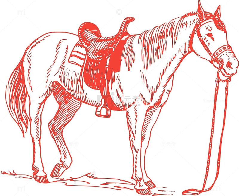 哺乳动物 骑术 动物 马 马背 运动 骑马的 